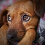 Perro celoso: cómo actúan los celos en el perro