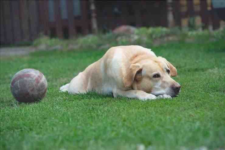 ¿Dejar al perro en el jardín es una infracción? (Foto de archivo de Adobe)