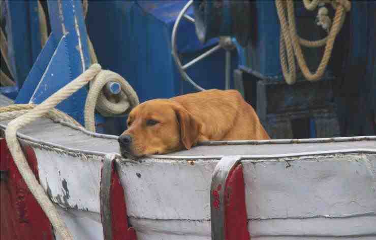 Viajar con su perro en barco