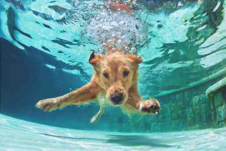 El perro se bebió el agua de la piscina