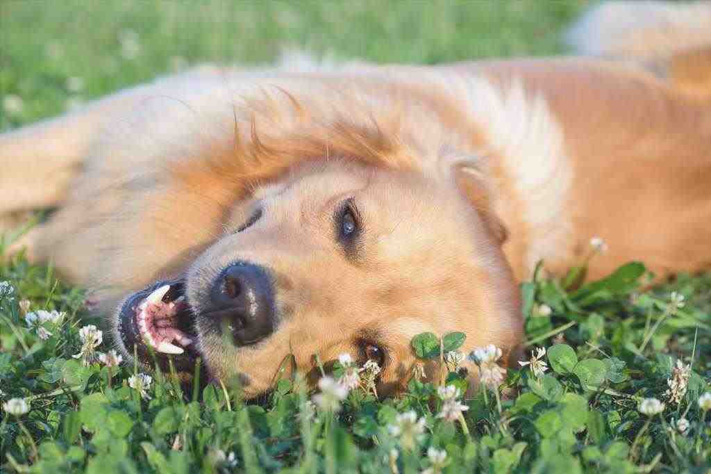 remedios florales para perros
