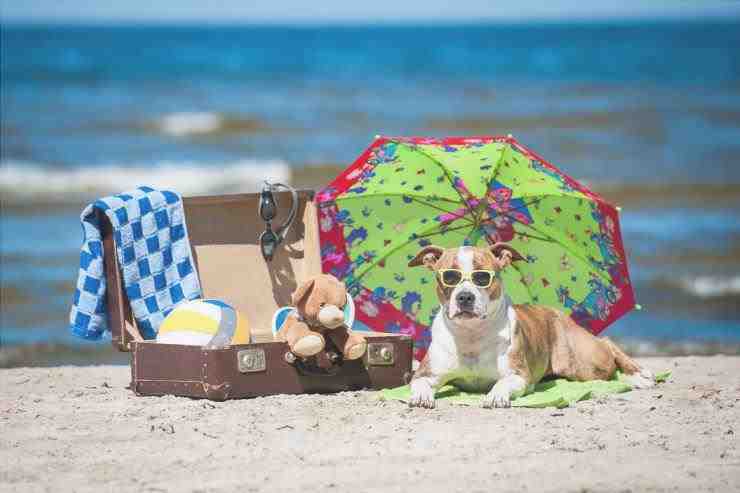 Accesorios de playa para perros