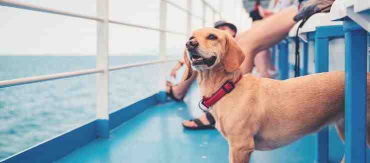 Viajar con su perro en barco