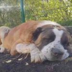 Un perro muere de un paro cardíaco aterrorizado por los fuegos artificiales