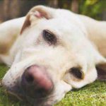 Cómo entender los problemas hepáticos en los perros y qué hacer para limpiar el hígado