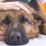 Las enfermedades más mortales de los perros: causas y prevención
