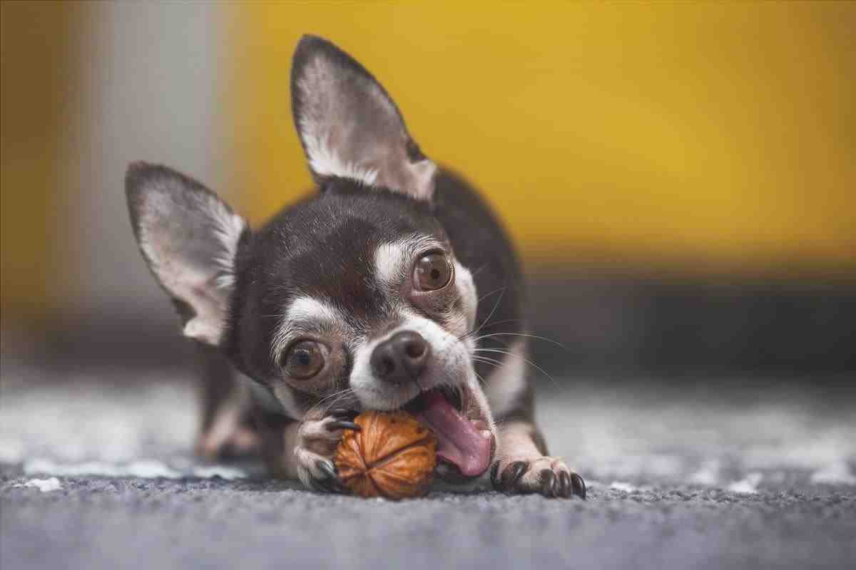 ¿Puede el perro comer frutos secos? (Foto de archivo de Adobe)