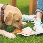 ¿Pueden los perros comer embutidos? Riesgos y beneficios