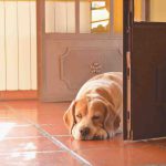 El perro no quiere salir de casa: por qué y qué hacer
