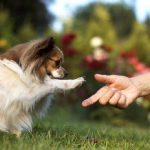 Lenguaje animal, los gestos que utilizan los perros para comunicarse con los humanos