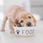 ¿Pueden los perros comer pulpo? Pros y contras de este alimento