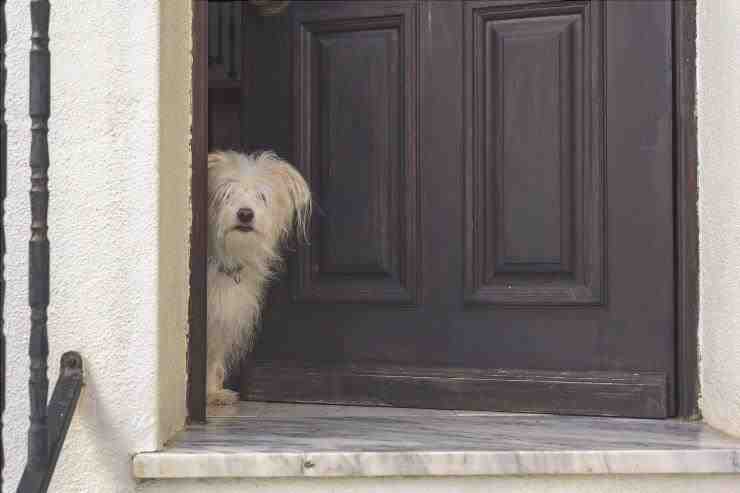 perro en la puerta