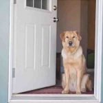 Enseñar a su perro a recibir a los invitados: consejos útiles