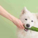 ¿Puede su perro comer pepinos? Todo lo que necesita saber