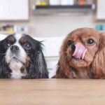 ¿Puede su perro comer salvado? Ventajas y desventajas