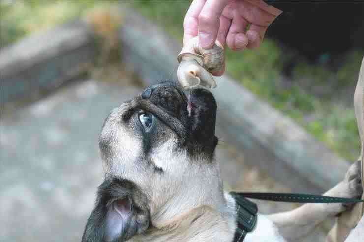el perro come almejas