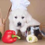 ¿Puede su perro comer pimientos? Beneficios y riesgos de este vegetal
