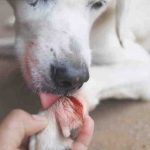 Patas autolesivas en perros: cómo reconocerlas y tratarlas