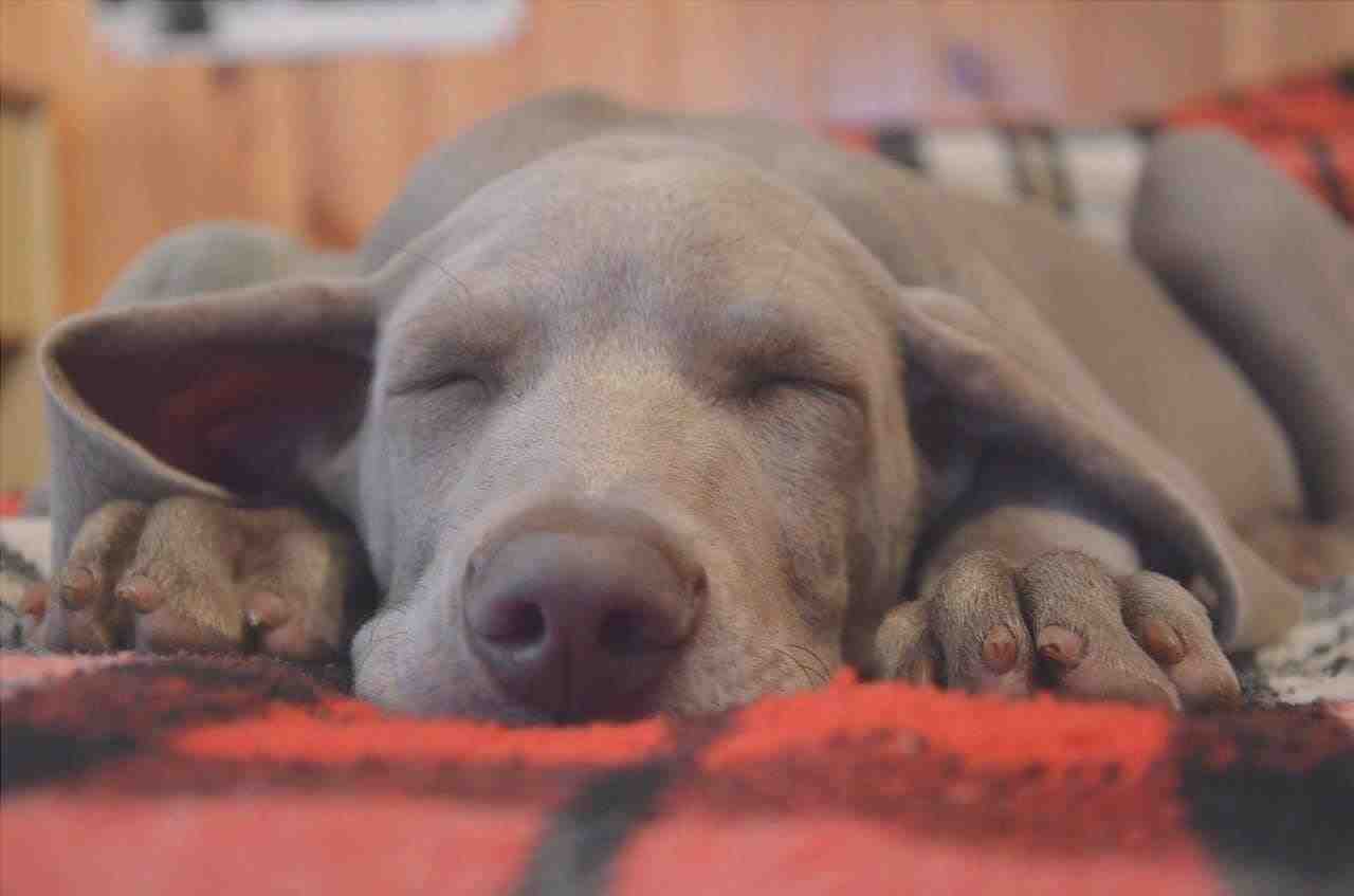 Lo que sueña el perro cuando duerme