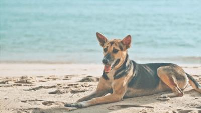 quemaduras solares en perros, cómo prevenirlas