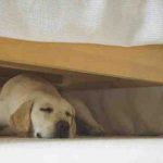 El perro duerme bajo la cama: ¿qué significa esto?