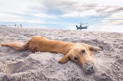 playa para perros mar