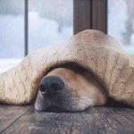 Perro que duerme en el suelo: causas, riesgos y remedios
