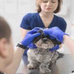 cane-veterinario-glaucoma-istock.jpg