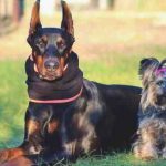 Clasificación de las razas de perros por tamaño: pequeñas, medianas y grandes