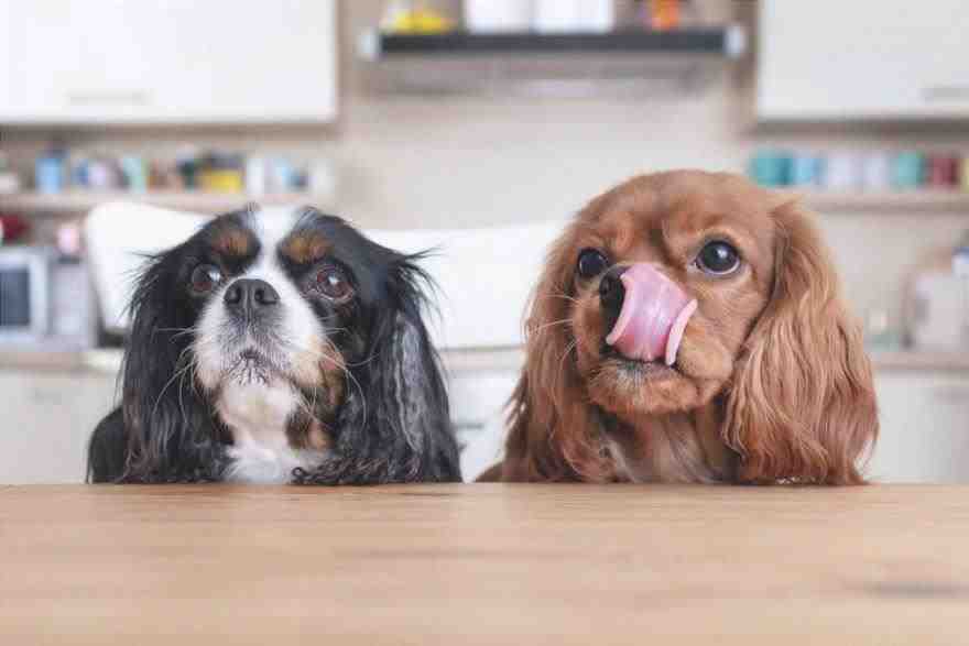 Perros comiendo juntos