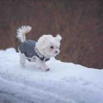 La ropa adecuada para tu perro en invierno: cómo elegir la correcta