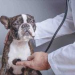 Miocardiopatía hipertrófica en perros: causas, síntomas y tratamiento