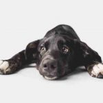 Deficiencia de carnitina en perros: consecuencias, síntomas y tratamiento
