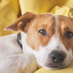 Deficiencia de magnesio en perros: causas, síntomas y remedios