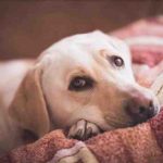 Deficiencia de sodio en los perros: causas, síntomas y tratamiento