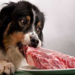 Carne cruda para perros, ¿sí o no? Todo lo que necesita saber