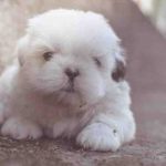 closeup-photography-of-white-long-coated-puppy-130763-740.jpg