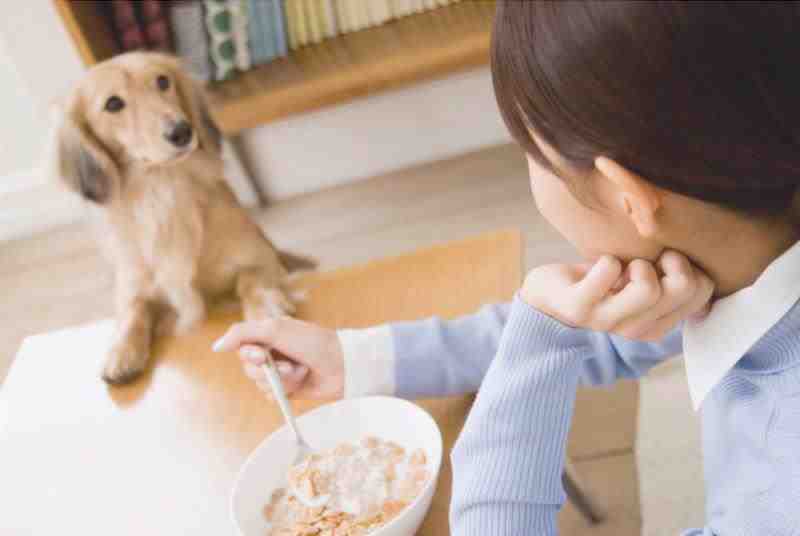 el perro puede comer cereales