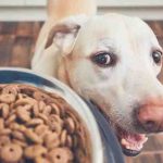 ¿Cómo debe comer su perro para estar sano? Todo lo que necesita saber