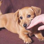 Cómo enseñar a tu perro a no morder: consejos útiles