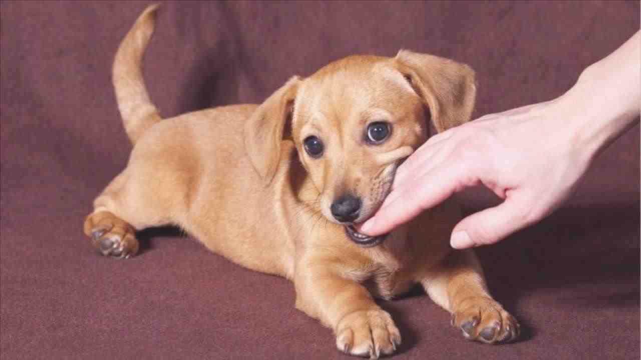 cómo enseñar a su perro a no morder