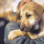 Cómo cuidar a un perro abandonado: los mejores consejos