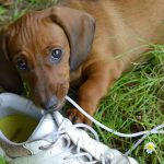 El perro se come los zapatos y las zapatillas: razones y soluciones