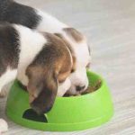 Qué dar de comer a tu Beagle: alimentación adecuada
