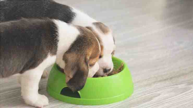qué alimentar a su beagle