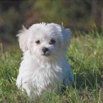 cucciolo-maltese-1123016.jpg