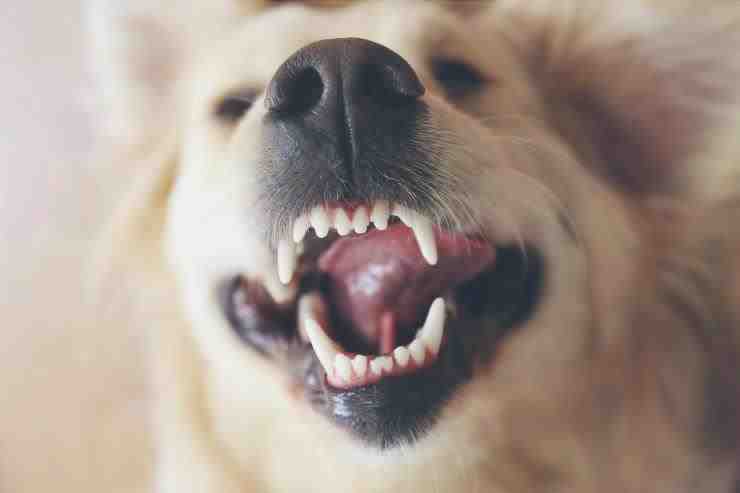 cuidado dental del perro