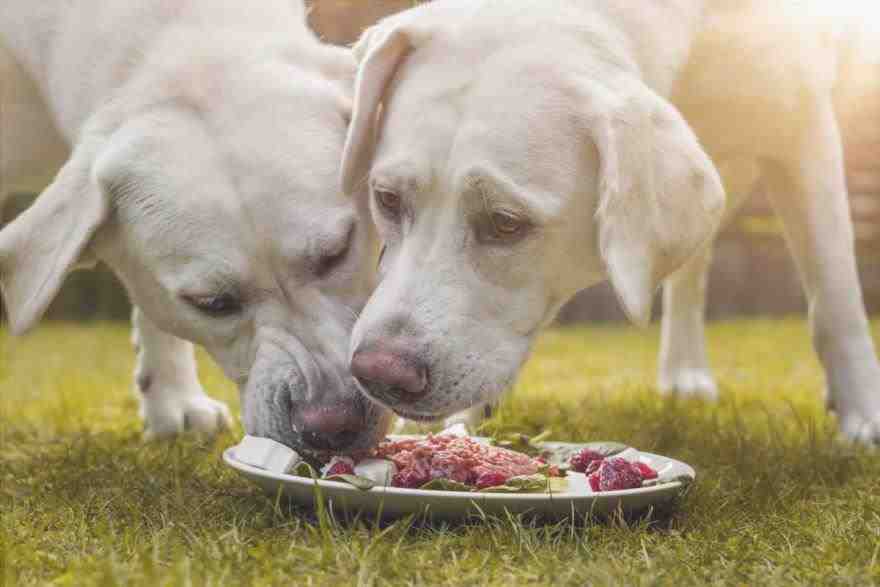 Alimentar a más perros