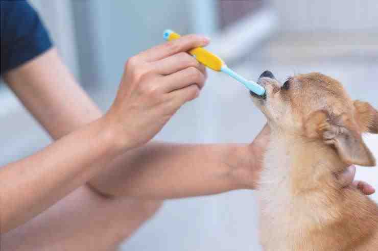Recetas de pasta de dientes para perros DIY