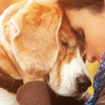 Razas de perros para combatir la depresión: estos son los mejores compañeros